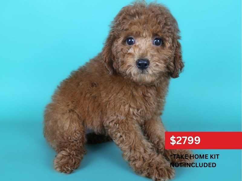 [#15168] Red Female Miniature Poodle Puppies For Sale #3