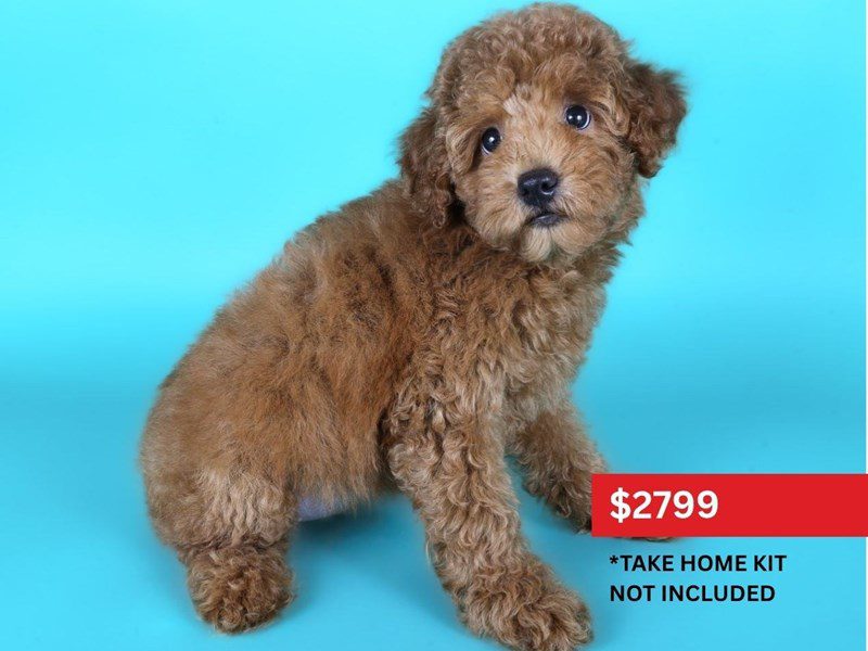 [#15169] Red Female Miniature Poodle Puppies For Sale #3