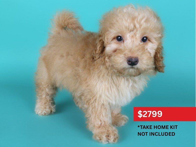 Miniature Goldendoodle F1B-Dog-Male-Apricot-5131557-XO PUPS