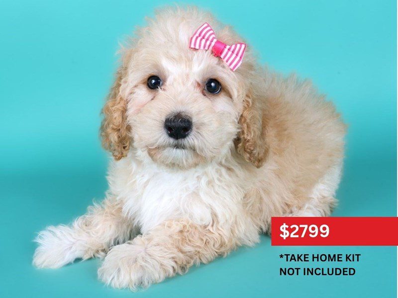 Miniature Goldendoodle in Aldie, VA