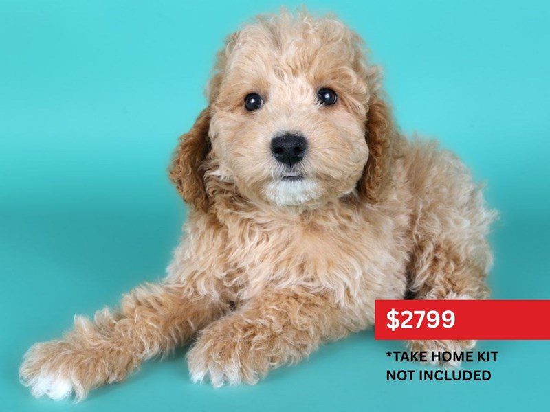 Miniature Goldendoodle F1B-Dog-Male-Apricot-5131556-XO PUPS