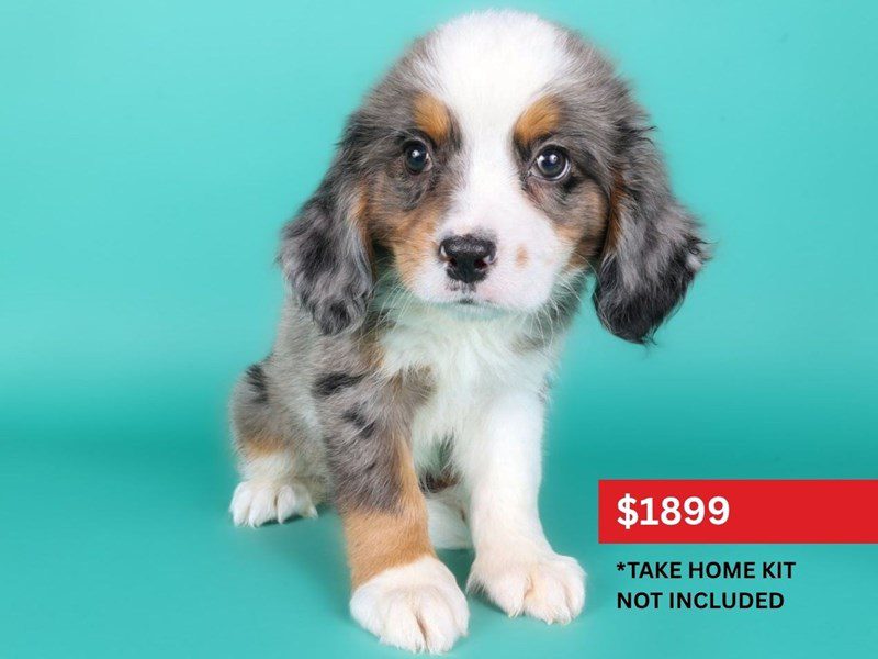 Miniature Bernese Mountain Dog-Dog-Male-Blue Merle / Tan-5125778-XO PUPS