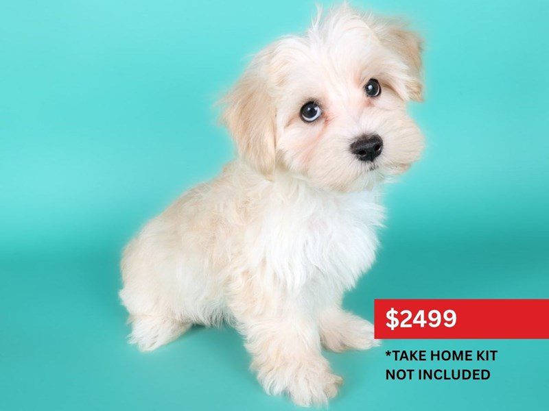 [#15152] White / Cream Male Maltipoo Puppies For Sale #4