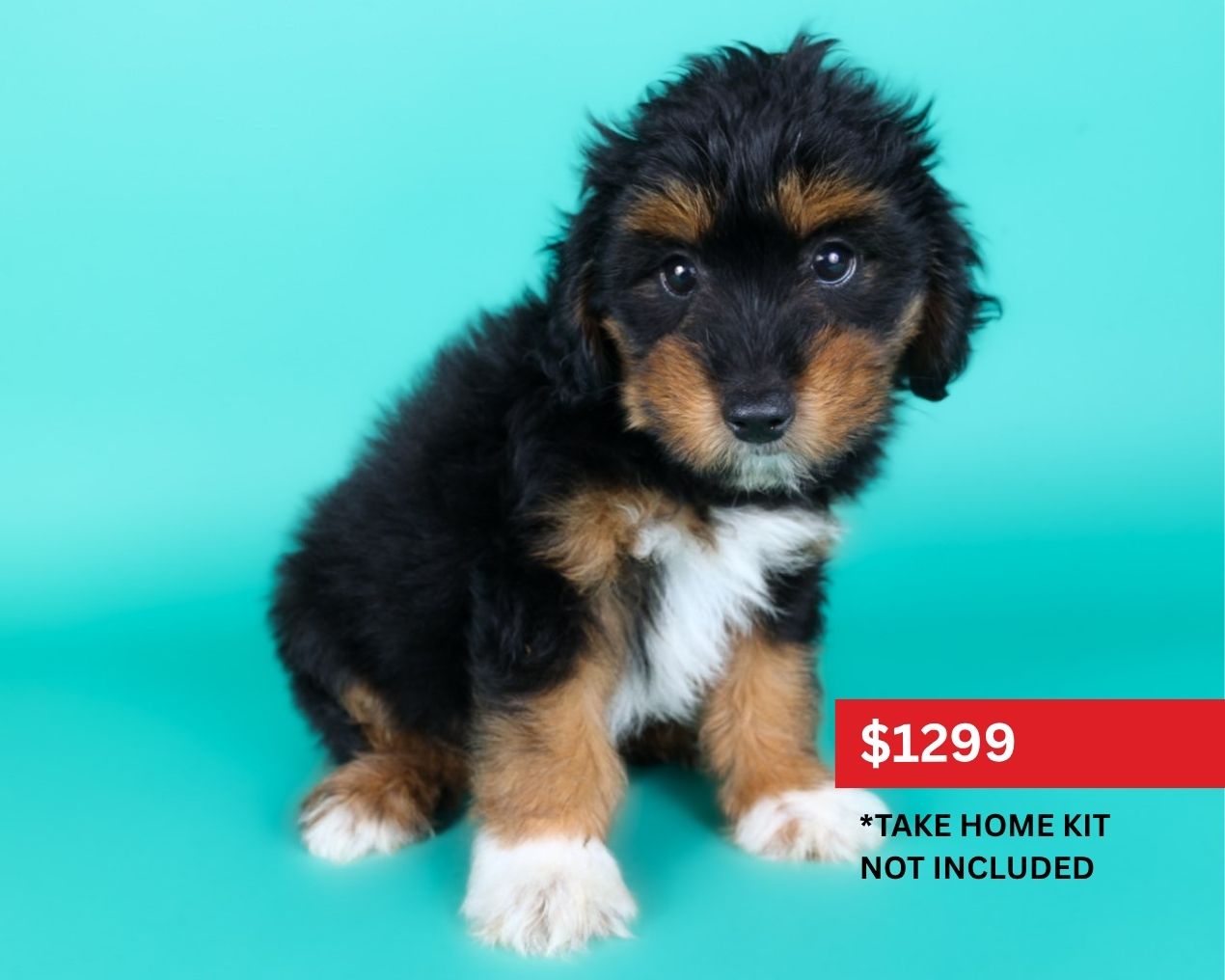 Aussiepoo-Dog-Male-Tri-Colored-5125775-XO PUPS