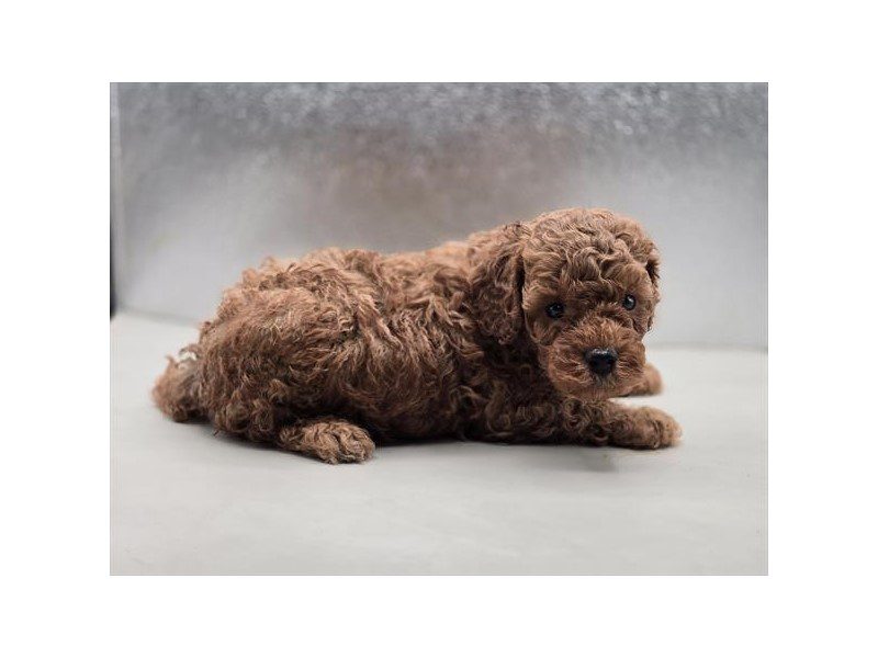 [#15195] Red Male Cavapoo F1B Puppies For Sale #2