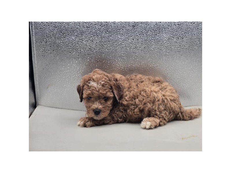 [#15194] Red Male Cavapoo F1B Puppies For Sale #2