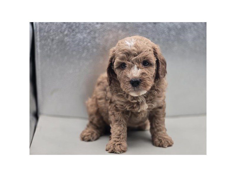 [#15193] Red Male Cavapoo F1B Puppies For Sale #2