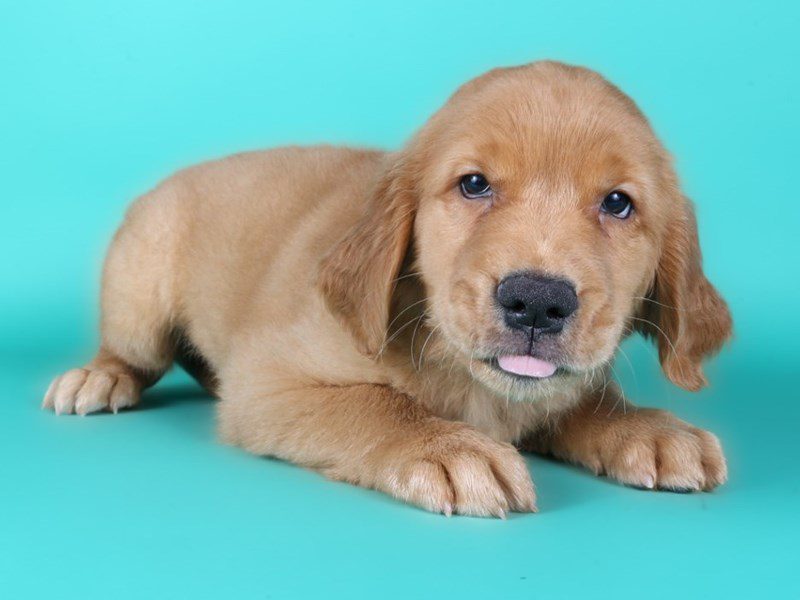 [#15191] Golden Male Golden Retriever Puppies For Sale #2