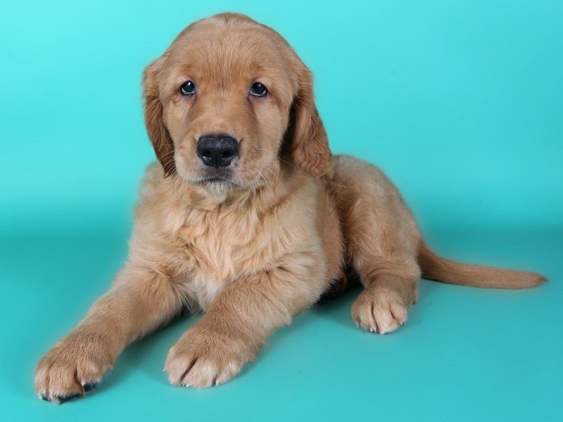 [#15192] Golden Female Golden Retriever Puppies For Sale #2