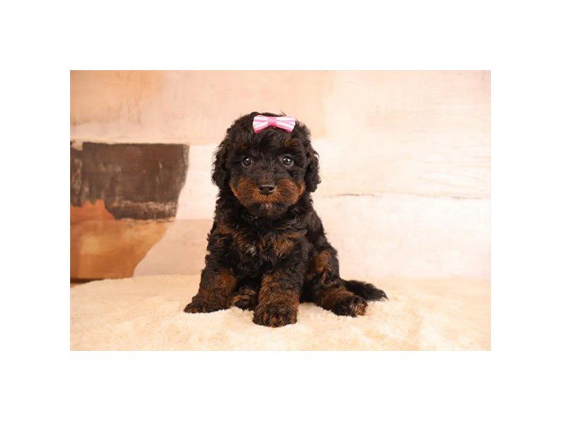 [#15196] Black / Tan Female Micro Mini Bernadoodle Puppies For Sale #2
