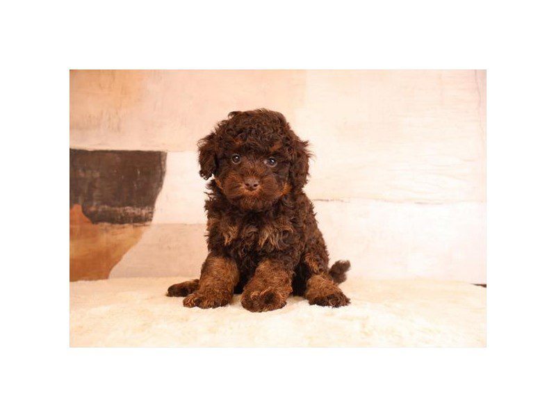 [#15197] Chocolate / Tan Male Micro Mini Bernadoodle Puppies For Sale #2