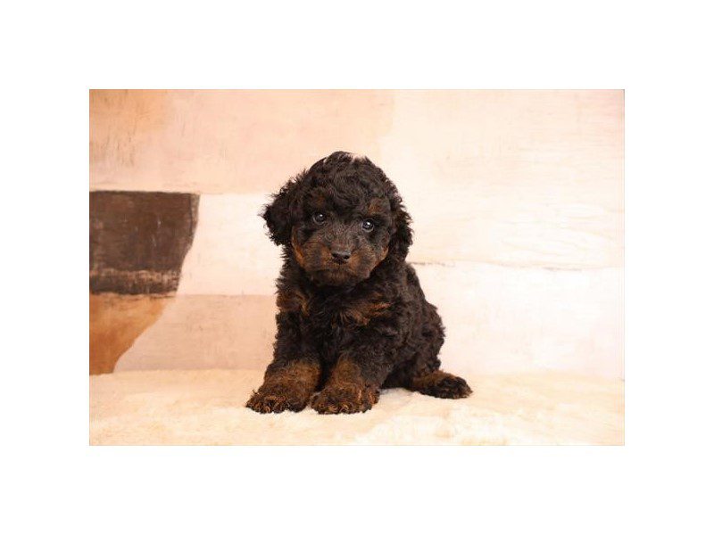 [#15198] Black / Tan Male Micro Mini Bernadoodle Puppies For Sale #2