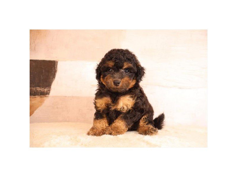 [#15199] Black / Tan Male Micro Mini Bernadoodle Puppies For Sale #2