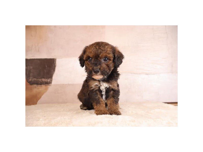 [#15200] Sable Male Micro Mini Bernadoodle Puppies For Sale #2