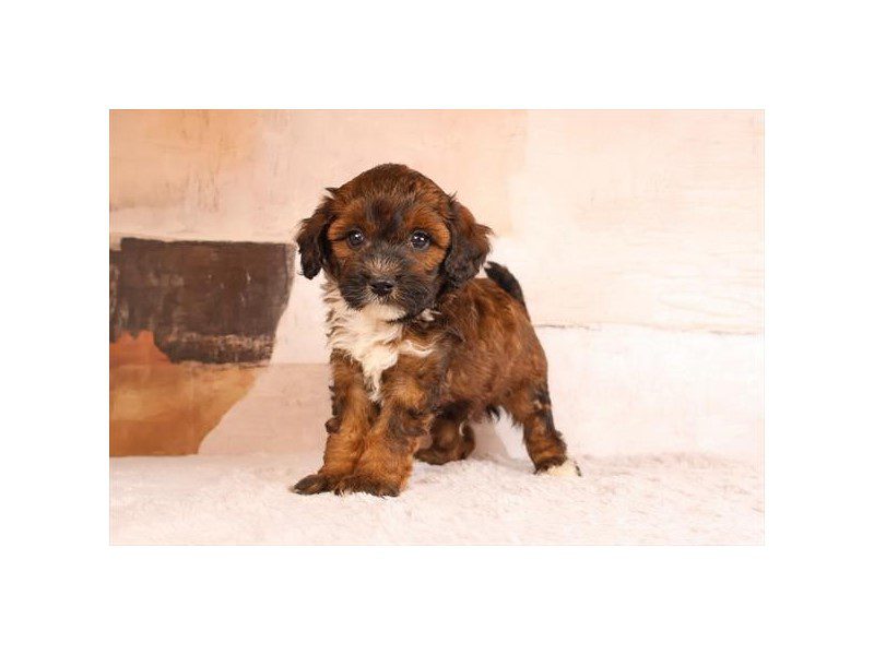 [#15201] Sable Male Micro Mini Bernadoodle Puppies For Sale #2