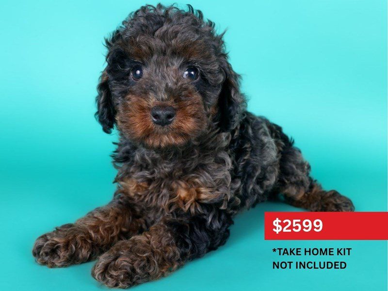 Miniature Poodle in Ashburn, VA