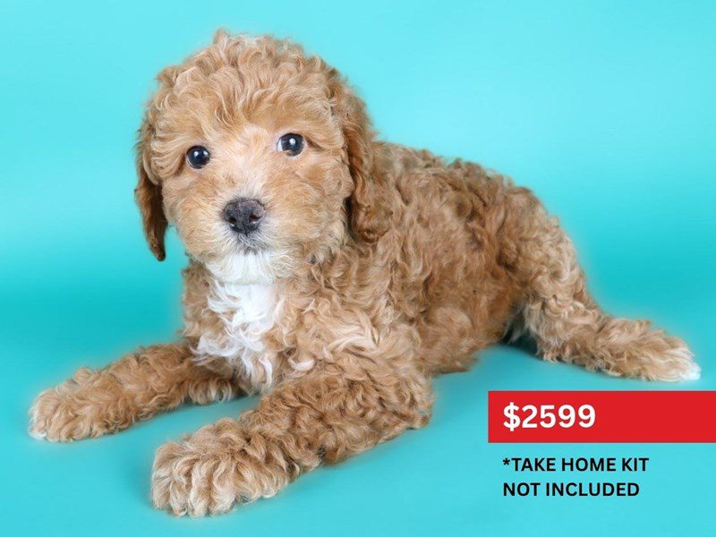 [#15133] Apricot Male Miniature Poodle Puppies For Sale #4