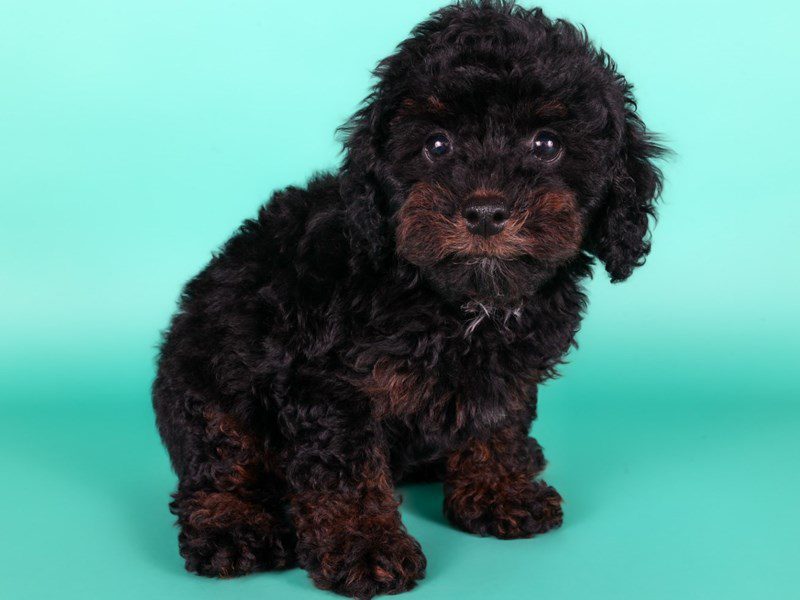 [#15196] Black / Tan Female Micro Mini Bernadoodle Puppies For Sale #3