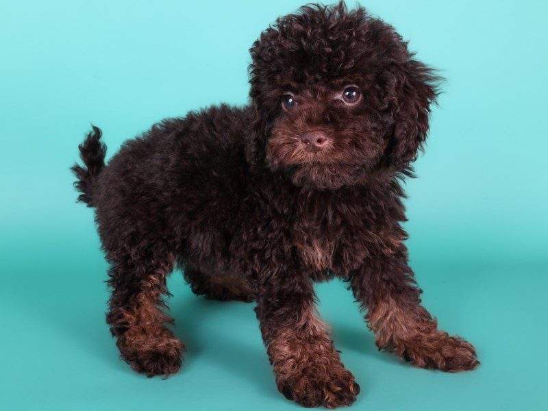 Micro Mini Bernadoodle-Dog-Male-Chocolate / Tan-5139934-XO PUPS