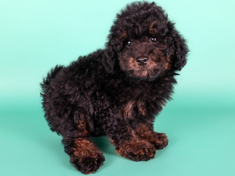 [#15198] Black / Tan Male Micro Mini Bernadoodle Puppies For Sale #3