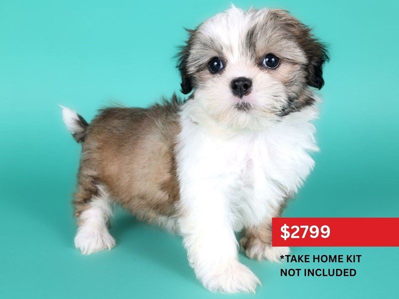[#15176] Sable & White Female ShihTzu Puppies For Sale #3