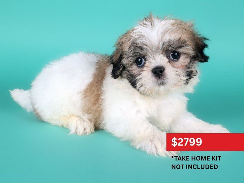 [#15175] Sable & White Male ShihTzu Puppies For Sale #3