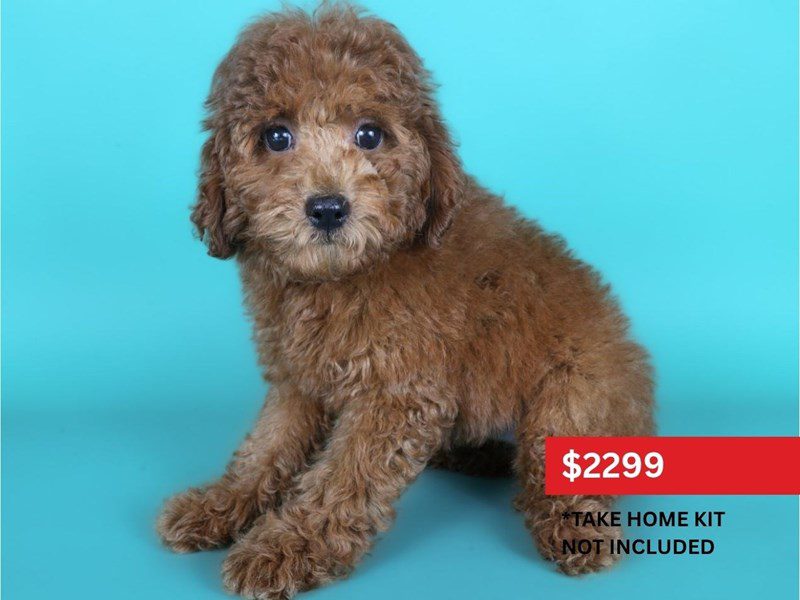 [#15168] Red Female Miniature Poodle Puppies For Sale #3