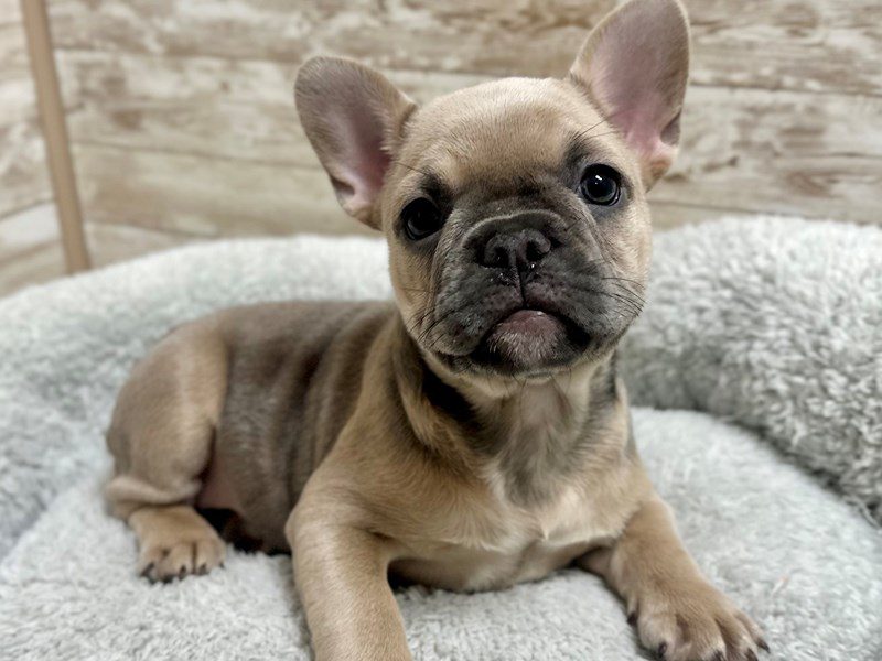 [#15216] Blue Fawn Female French Bulldog Puppies For Sale #2