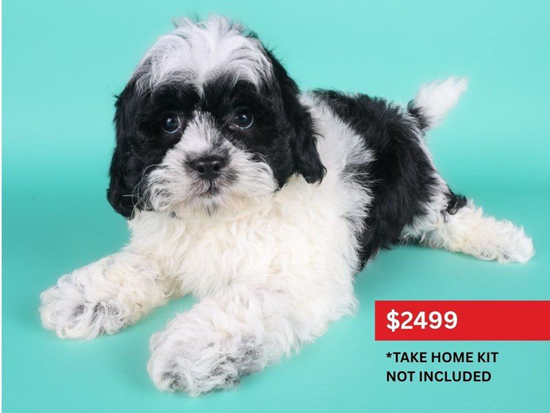 [#15185] Black/White Male Shihpoo Puppies For Sale #3