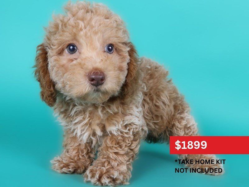 [#15138] Apricot Male Miniature Poodle Puppies For Sale #4