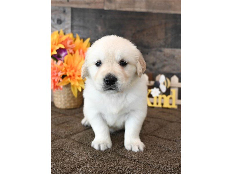 [#15202] White Male Golden Retriever Puppies For Sale #2
