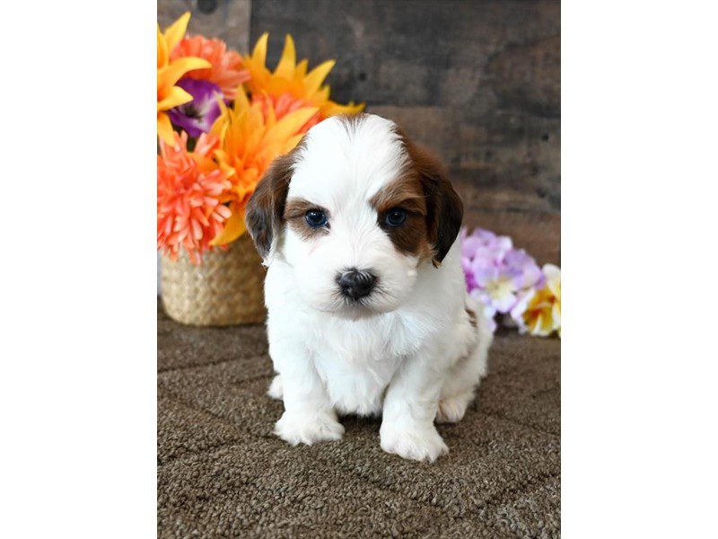 [#15203] White Male Cavapoo F1B Puppies For Sale #2
