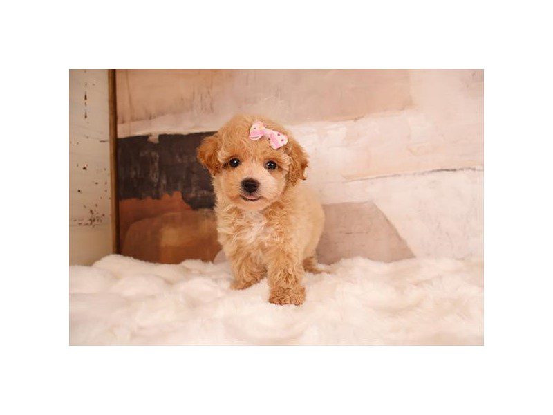 [#15205] Apricot Female Maltipoo Puppies For Sale #2