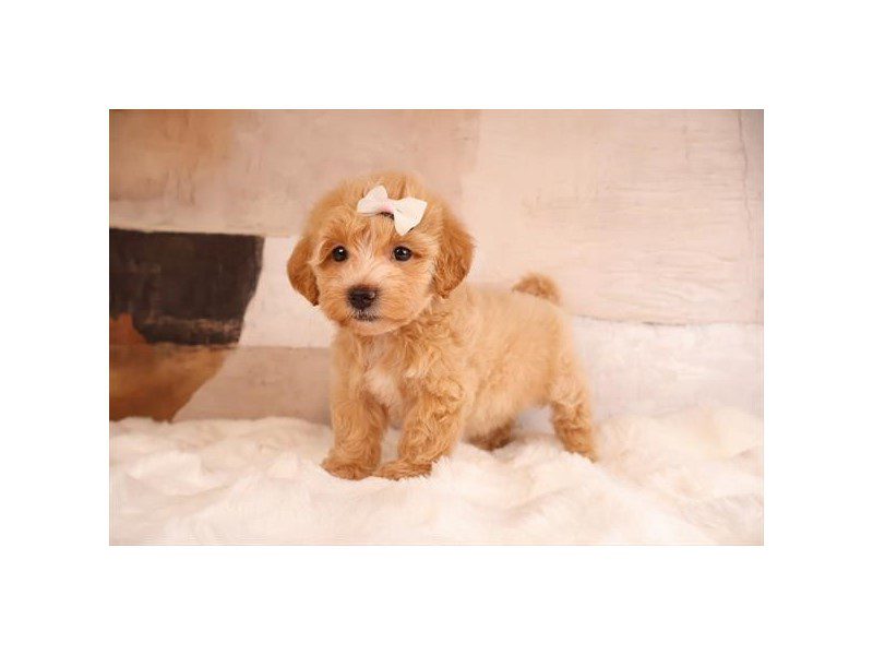 [#15206] Apricot Female Maltipoo Puppies For Sale #2