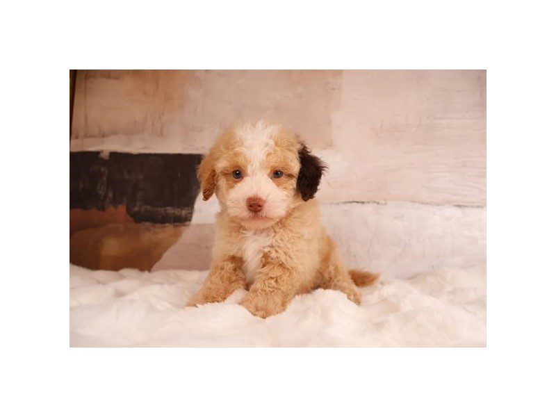 [#15207] Cream Male Maltipoo Puppies For Sale #2