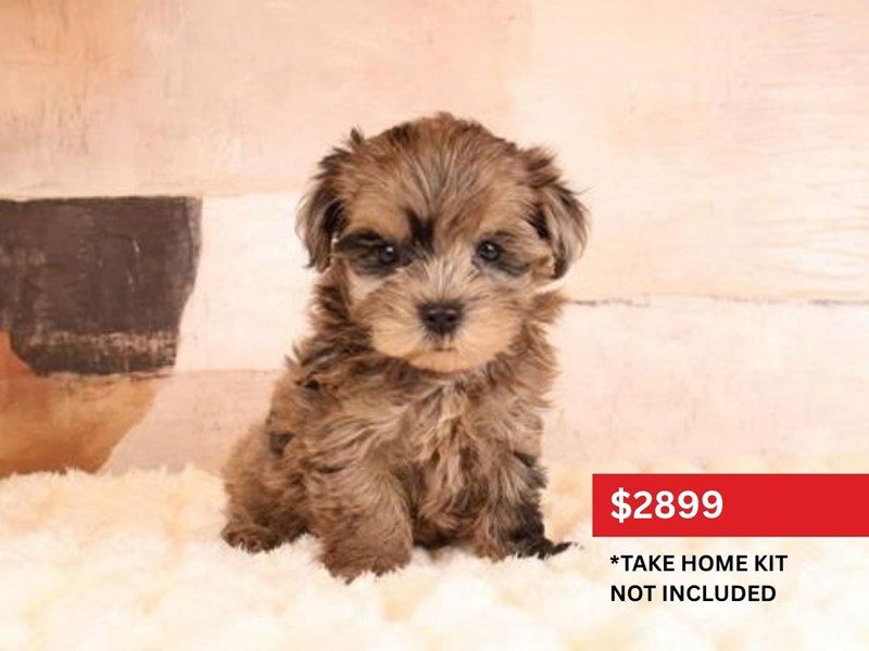 Morkie-Dog-Male-Blue Merle-5136230-XO PUPS