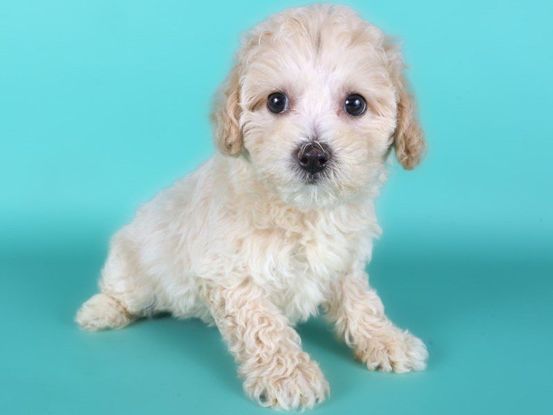Poochon-Dog-Female-Apricot-5142883-XO PUPS