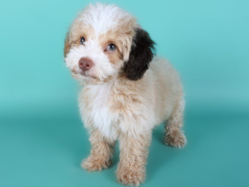 Maltipoo-Dog-Male-Cream-5142597-XO PUPS