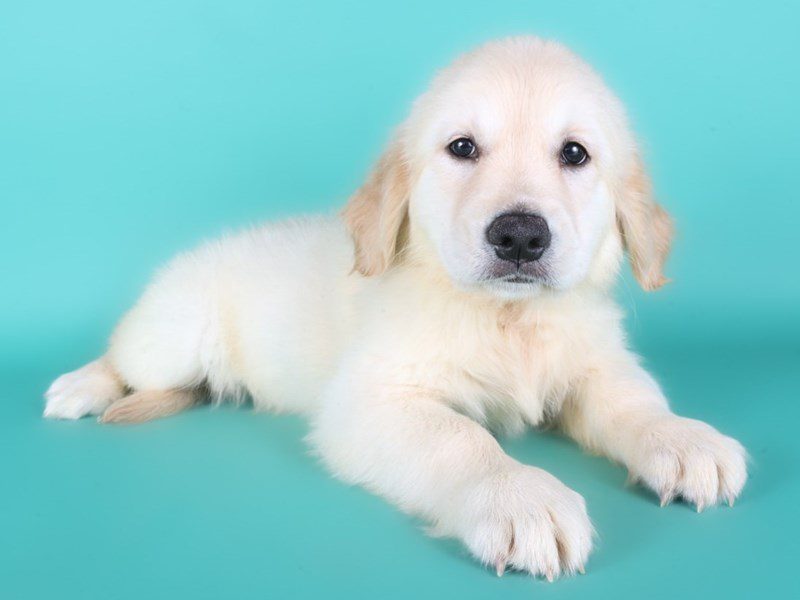 [#15202] White Male Golden Retriever Puppies For Sale #3