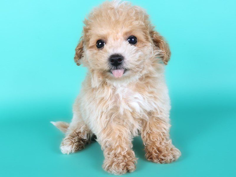 Maltipoo-Dog-Female-Apricot-5142595-XO PUPS