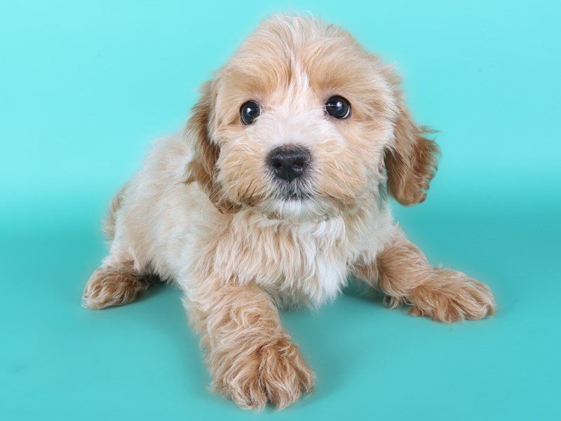 Maltipoo in Herndon, VA