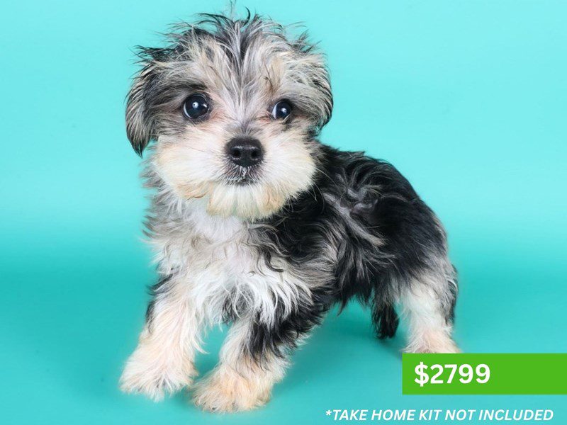 [#15179] Blue Merle Male Morkie Puppies For Sale #4