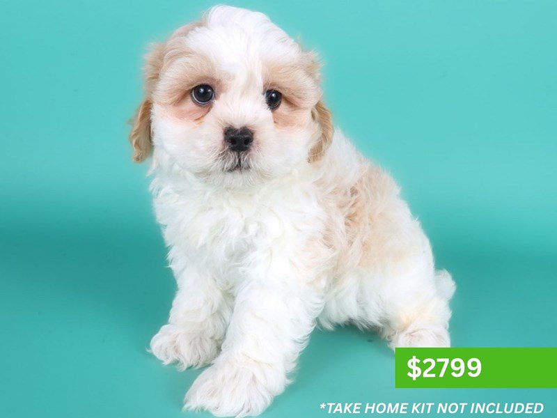 Shihpoo in Aldie, VA