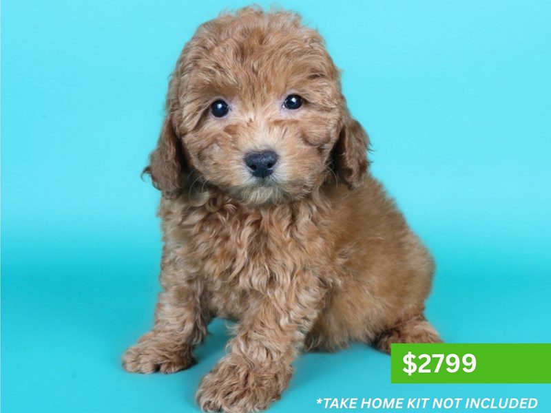 [#15182] Red Female Miniature Poodle Puppies For Sale #3