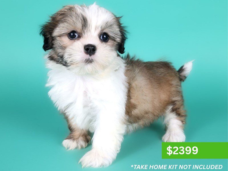 ShihTzu-Dog-Female-Sable & White-5134193-XO PUPS