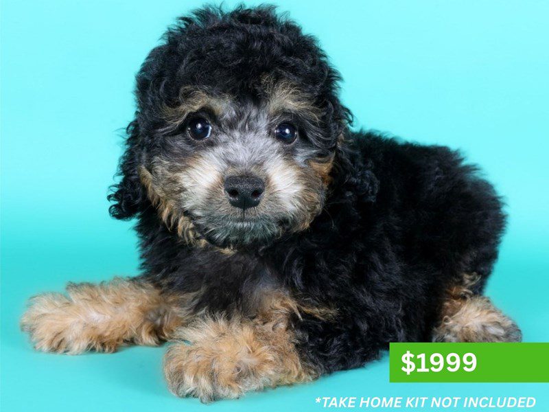 [#15199] Black / Tan Male Micro Mini Bernadoodle Puppies For Sale #4