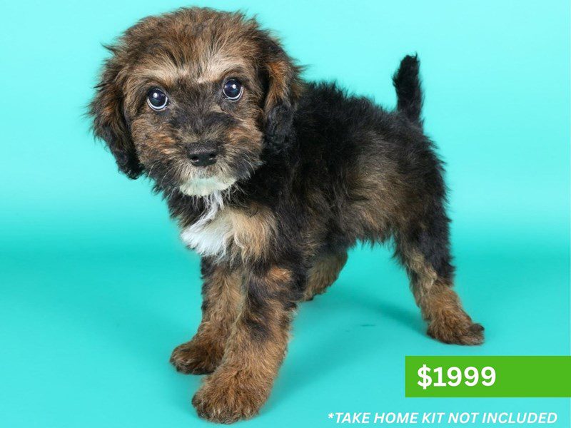 [#15200] Sable Male Micro Mini Bernadoodle Puppies For Sale #4