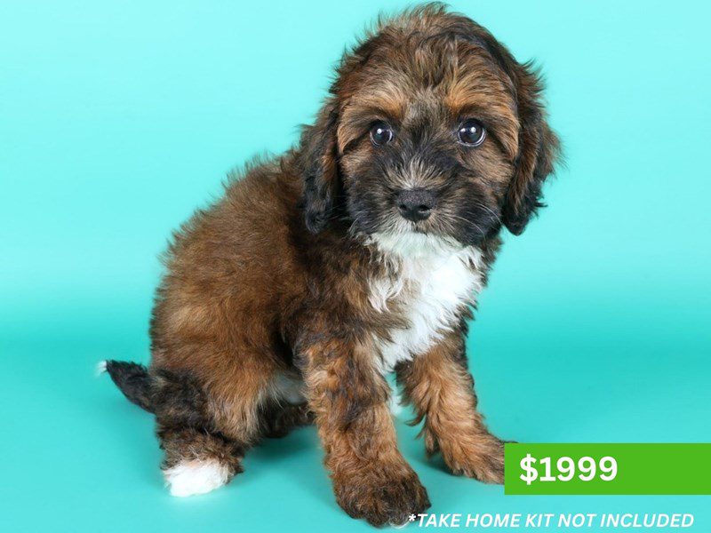 [#15201] Sable Male Micro Mini Bernadoodle Puppies For Sale #4
