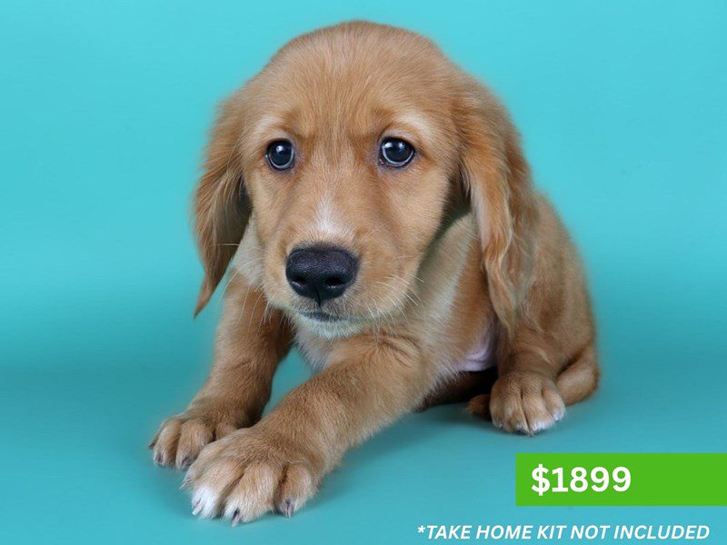 Golden Retriever-Dog-Male-Golden-5131549-XO PUPS