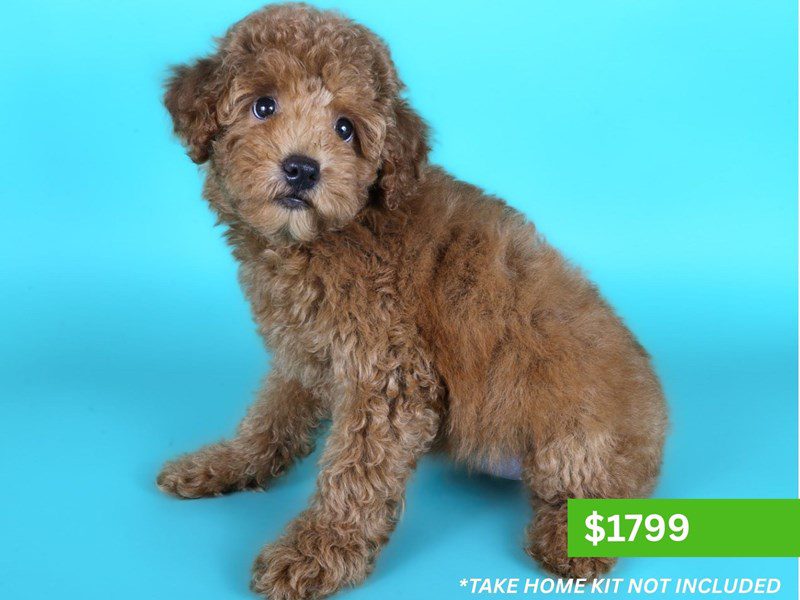 Miniature Poodle in Leesburg, VA